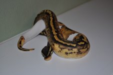 DSC_1281.jpg