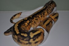 DSC_1280.jpg