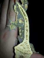 IMG_6417719317665.jpeg