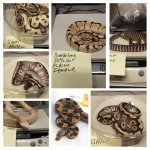 snakes.jpg