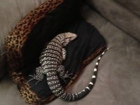 tegu1.jpg