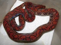 12EccJaCh14 - 14Mar - Male - $325 - SM.jpg