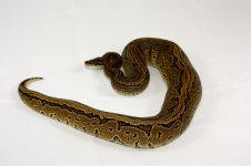 IMG_2848.jpg