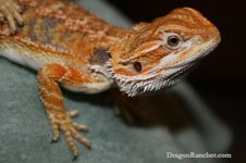 IMG_0253.jpg