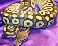 Pastave female 2.jpg