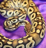 Pastave male # 1 - 3.jpg