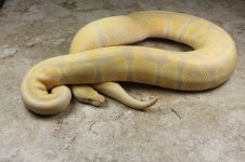 IMG_1130fn.jpg