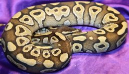 Mojave female 2.jpg