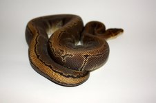 IMG_2646.jpg