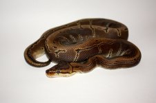 IMG_2648.jpg