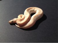 FEMALE3.jpg
