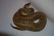 DSC_0105.jpg
