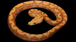 0001408_dwarf_het_genetic_stripe_purple_albino_550.jpeg