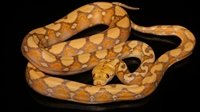 0001409_dwarf_het_genetic_stripe_purple_albino_baby_male_dwarf_het_genetic_stripe_purple_albino.jpeg