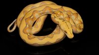 0002190_dwarf_het_genetic_stripe_purple_albino_baby_female_dwarf_het_genetic_stripe_purple_albi.jpeg