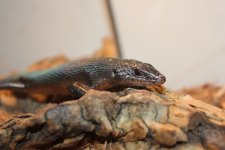Black tree skink1.jpg
