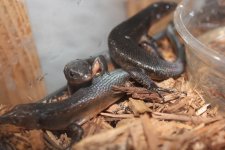 Black tree skink2.jpg