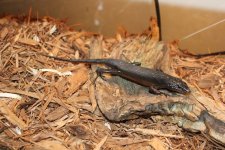 Black tree skink.jpg