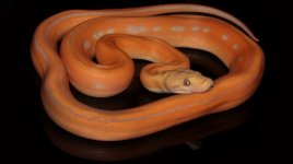 0002104_dwarf_goldenstripe_goldenchild_genetic_stripe_purple_albino_550.jpeg