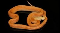 0002197_dwarf_goldenstripe_goldenchild_genetic_stripe_purple_albino_male_dwarf_goldenchild_gene.jpeg