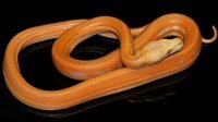 0002198_dwarf_goldenstripe_goldenchild_genetic_stripe_purple_albino_female_dwarf_goldenchild_ge.jpeg