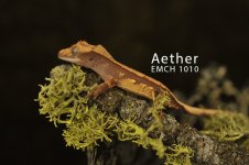 Aether_104.jpg