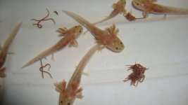 copperbabies.jpg