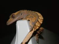 DSCN6048.jpg