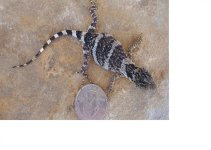 babyxeno.jpg