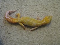 female pos giant tremper 100% het raptor.jpg
