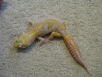 female tremper probable giant, 100% het tremper.jpg