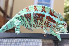 10264235_1472905892848545_7314819564173088889_o.jpg