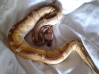 enchi lithium.jpg