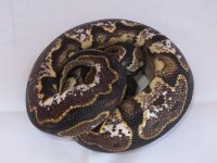 calico 3.jpg