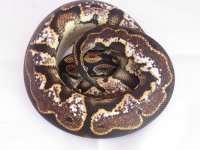 calico 1.jpg