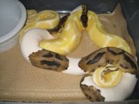 python image.jpg
