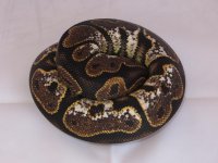 calico 2.jpg