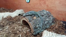 4 month old tegu 1.jpg