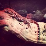 4 month old tegu.jpg