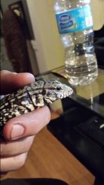 4 month old tegu2.jpg