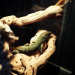 lacerta1.jpg