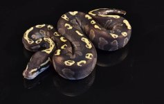 14' Mojave GHI Female.jpg