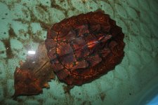 Mata Mata Turtle FM.jpg