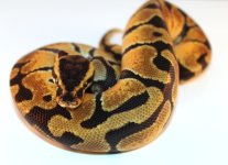 Pastel Enchi Male.jpg