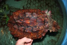 Mata Mata Turtle FM1.jpg
