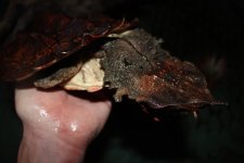 Mata Mata Turtle FM2.jpg