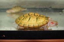Albino Red Ear Slider.jpg
