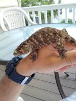 leachie fauna 1.jpg