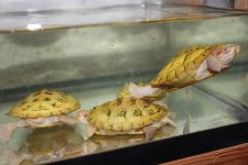 Albino Red Ear Slider1.jpg