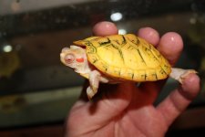 Albino Red Ear Slider2.jpg
